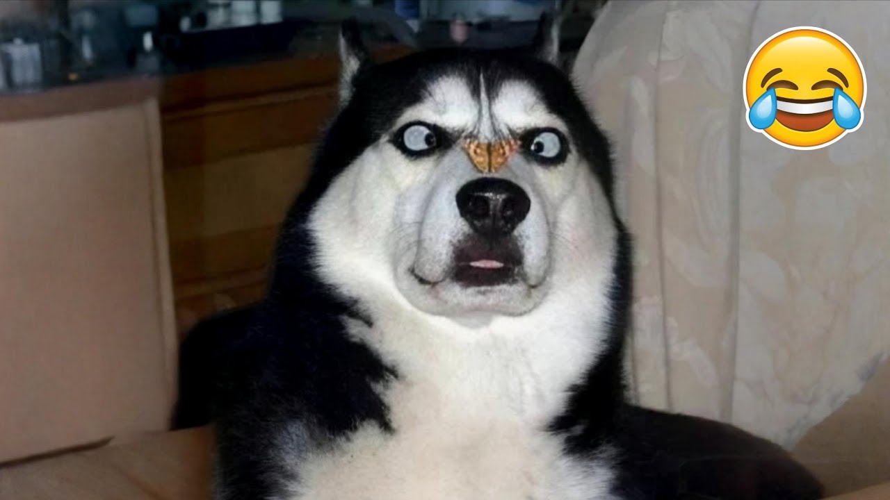 ⁣Funny Animals 2025 😹🐾 | Cats, Dogs & More in Epic Fails!