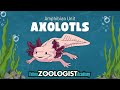 Axolotl Quiz