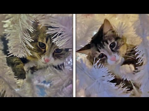 Funny Cats vs Christmas Trees - Funny Cat Hiding In Christmas Tree!