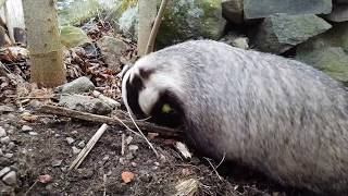 Tor The Badger Bug Hunting
