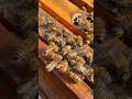 A queen bee starts out the same as every worker bee 🐝Day 52/10