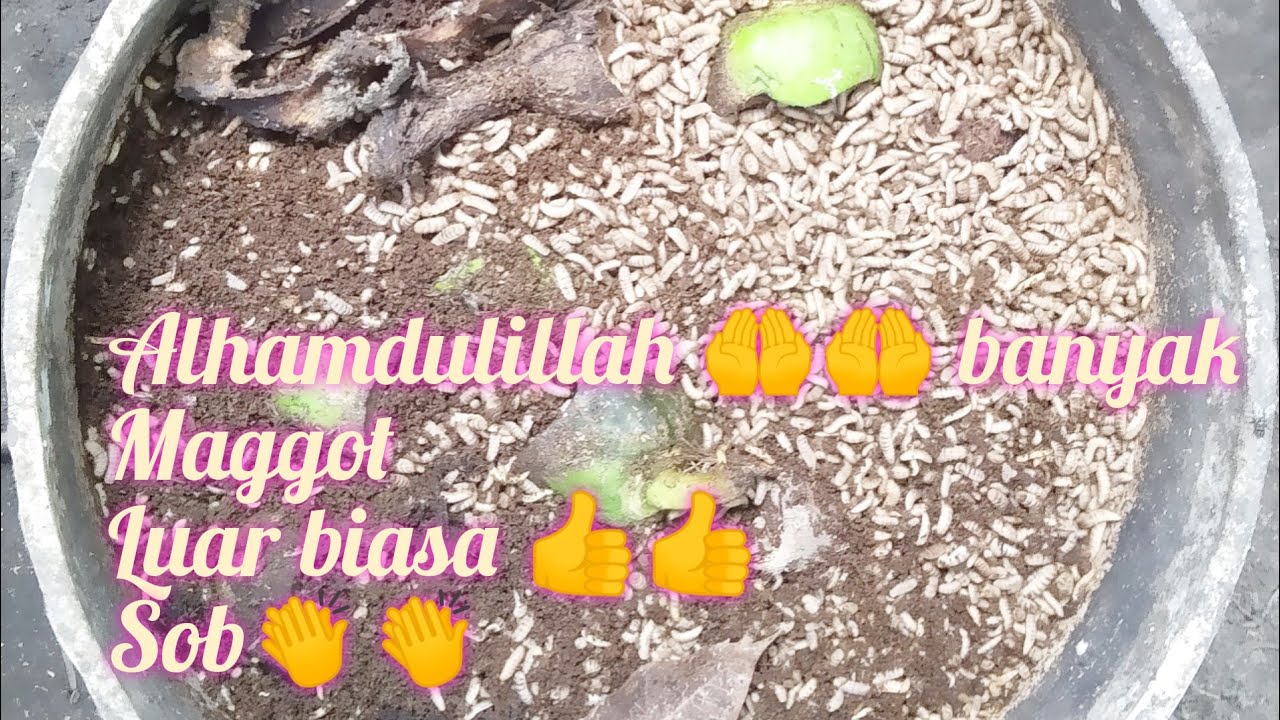 Cara budidaya maggot bsf dari kotoran ternak sampai hasil budidaya