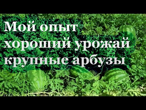 Видео: Выращивание потоса в открытом грунте: советы по посадке потоса в саду