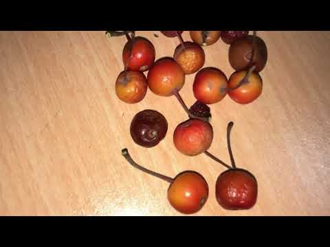 Video: Dağ Elması Bilgisi - Dağ Elmalarının Nasıl Yetiştirileceğini Öğrenin