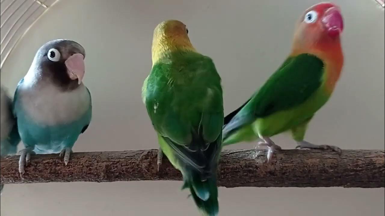 Love birds chirp in the morning Colonybirds parrot cuteLovebird