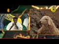 Hajara Ibrahim Ismael Doudou Kend Mbaye Chante Le Sens Profond Du Sacrifice Et Du Puit De ZamZam Hajara Ibrahim Ismael Doudou Kend Mbaye Chante Le Sens Profond Du Sacrifice Et Du Puit De ZamZam