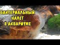 БАКТЕРИАЛЬНЫЙ НАЛЕТ В АКВАРИУМЕ. КАК БОРОТЬСЯ. BACTERIAL PLAQUE IN THE AQUARIUM. HOW TO FIGHT.