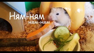 Утро и завтрак наших животных. Тимке привезли невесту. Утро и завтрак наших животных. Тимке привезли невесту.