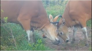 🐂 Wild Bull Battle Caught on Camera | Rare Banteng Fight in the Jungle!