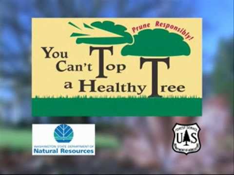 naturalizer sandals You Can't Top a Healthy Tree