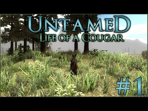 Into the Wild Forests!! || Untamed: Life As a Cougar - Episode #1