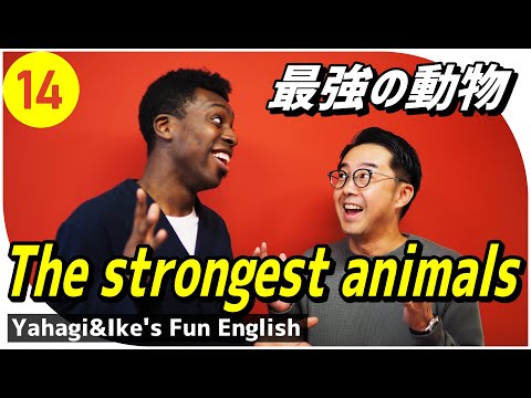 矢作とアイクの英会話 #14「最強の動物」The strongest animals