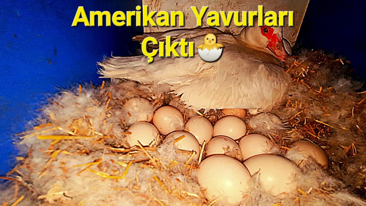 Amerikan Ördeği Yavrularına Yaklaştıkça Anaç Çıldırdı🔥#amerikanördeğiyuvası