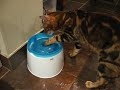 Cat Drinking Fountain