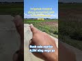 irrigated riceland 3.1has balungao pangasinan. 4.5M nlng nego pa..#investmentproperty#shortsvideo