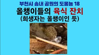 부천시 송내 공원의 도롱뇽 18. 올챙이들의 육식 잔치 (희생자는 올챙이인 듯); Korean salamander 18. Cannibalism of frog tadpoles by 이덕하의 진화심리학 39 views 2 weeks ago 44 minutes