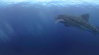 NRGVR Underwater Experience 8K 360 VR