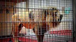 Lion Roars and grunts at San Francisco Zoo