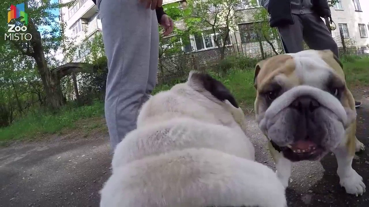 ГоПро и Мопс - Мир глазами собаки / GoPro and Pug - Go pro dog