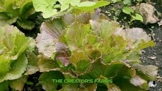 🥗💚 Lettuce Farming: A Profitable Venture for the Future! 🌱✨