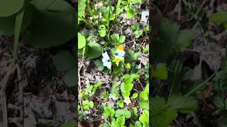 Mariposas primaverales en Bardonecchia , #alpes