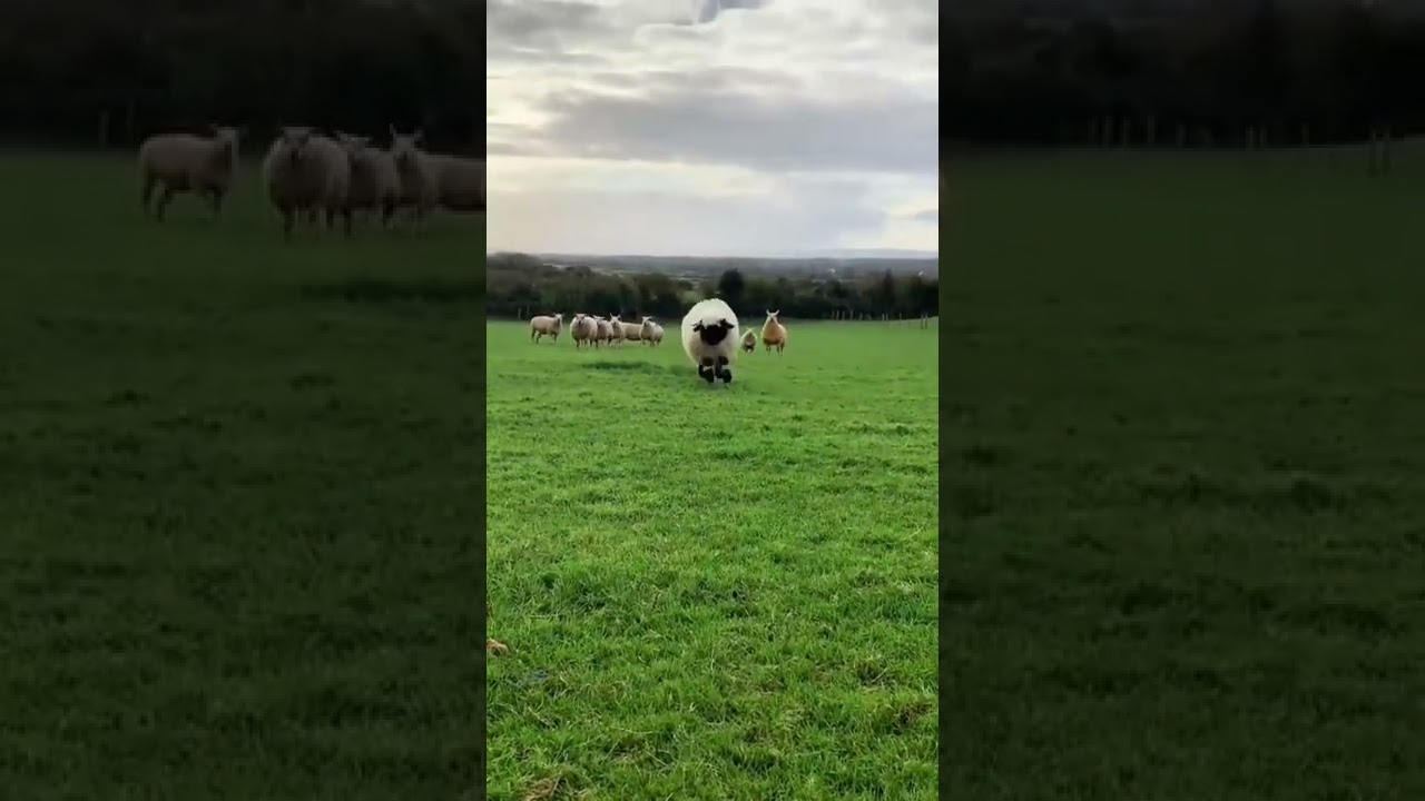 Cute sheep jumping 🐑 