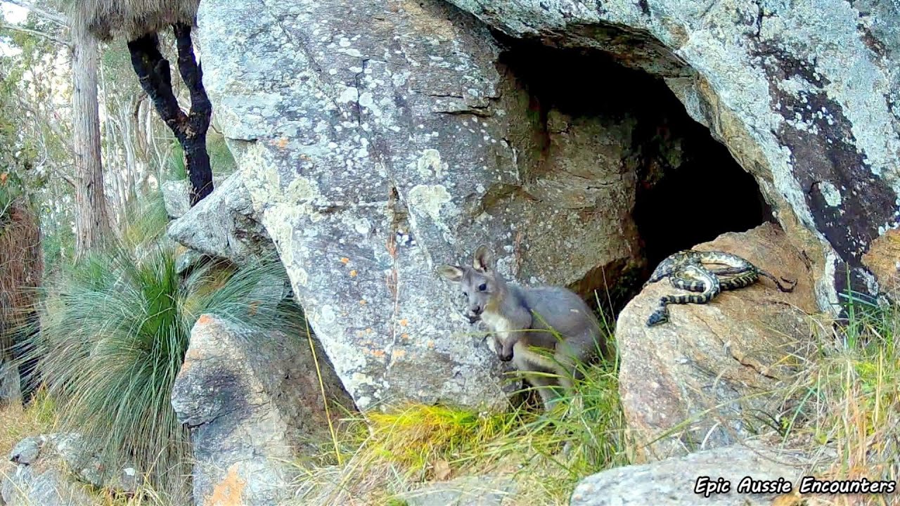 Unexpected Wildlife Encounter: Wallaroo Meets Fallen Python - YouTube