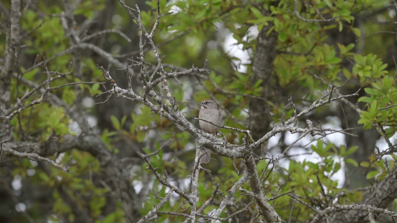 Rufous-crowned Sparrow