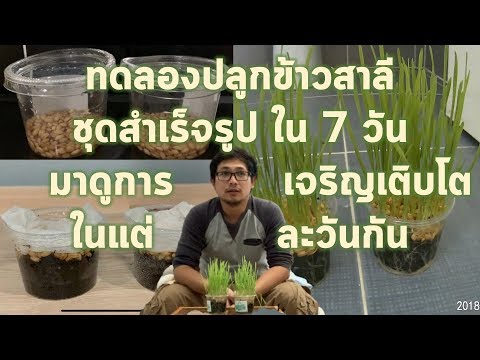 วีดีโอ: วิธีการงอกข้าวสาลีสำหรับอีสเตอร์