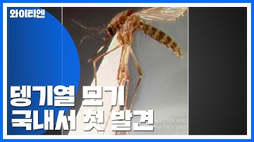 동남아 유행 뎅기열 모기 국내서 첫 발견 / YTN