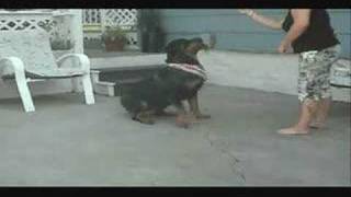 PETCO Store #1842 Keiki