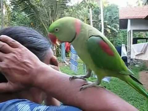 Parrot Talking in Sinhala - Sri Lanka