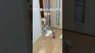 猫に通せんぼされる柴犬 ラグドール 柴犬 白柴 cat