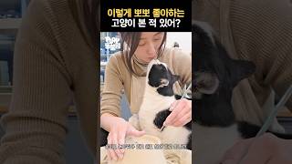 강아지 아니에요? 고양이가 뽀뽀를 이렇게 한다고?