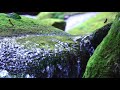 【自然の音】夏の渓谷 / Nature Sounds - A Stream in Summer