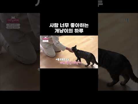 개냥이 보유 가정 방문 #shorts