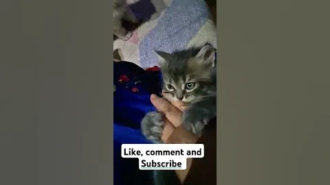 Video 7262981: kitten maine coon meow, cute maine coon kitten, baby maine coon kitten, funny maine coon kitten, cat kitten cute