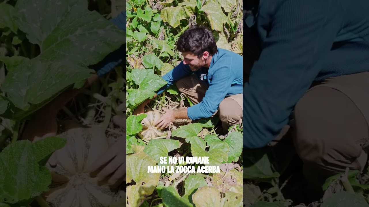 Come avere ZUCCHE PERFETTE 🎃🌱