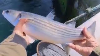 BURELA PESCA