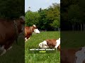 ज्यादा दूध + स्वस्थ पशु = सही सप्लीमेंट का चुनाव 💪🐄
