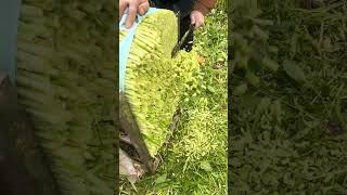 Fern T A Simple Way To Prepare Crisp, Fragrant Wild Veggies For Springtime Meals