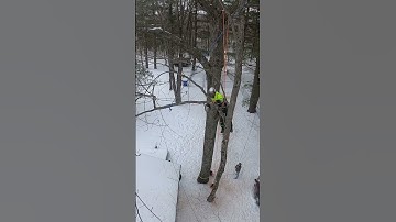 RiggingLimbsBackOffTheLine #raw #treework #lumberjack #fail #arborist #treefelling #short #shorts