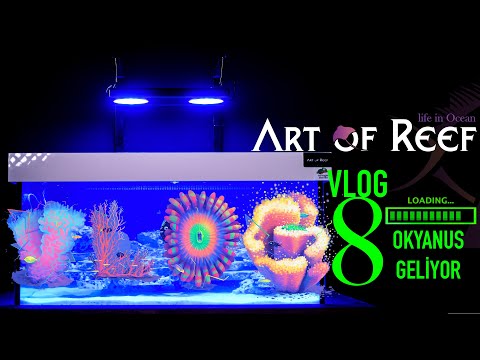 Video: Bir tuzlu su deniz resif akvaryumu nasıl kurulur