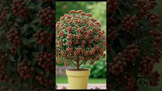 99% Grow  Clove Wrong! How To Grow Cloves At Home!?#short#viral#tranding