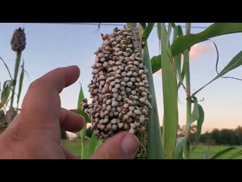 Small scale grain