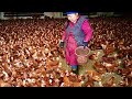 Нюрбинская птичка 🐓