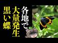 【急増】この"黒いチョウ"を見かけたら、危険なサインです…