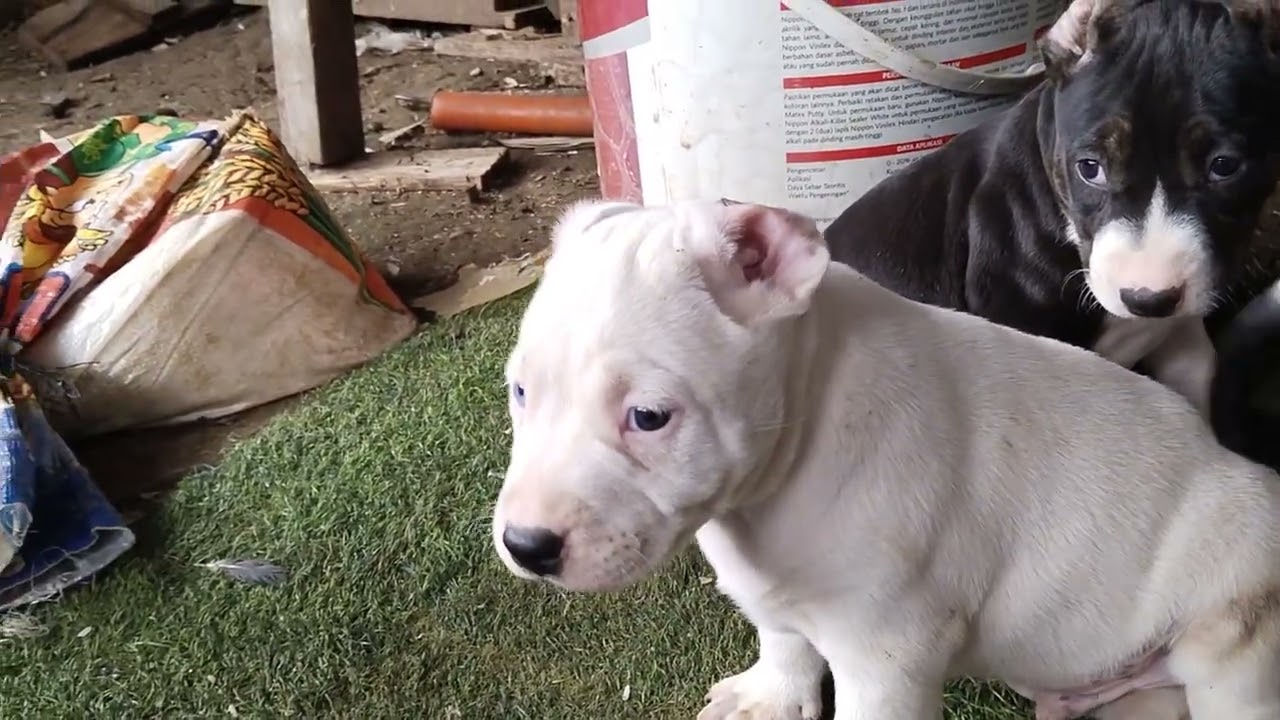 Grebeg peternak anjing terpit yang unik anak anaknya #anjingterpit