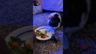 Milo eating veggies asmr #guineapighome #guineapig #pets #animals #rodent #cute #animalfriends #fun
