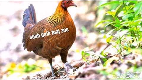 Poj qaib seev thiab tsauj tuaj zoo heev